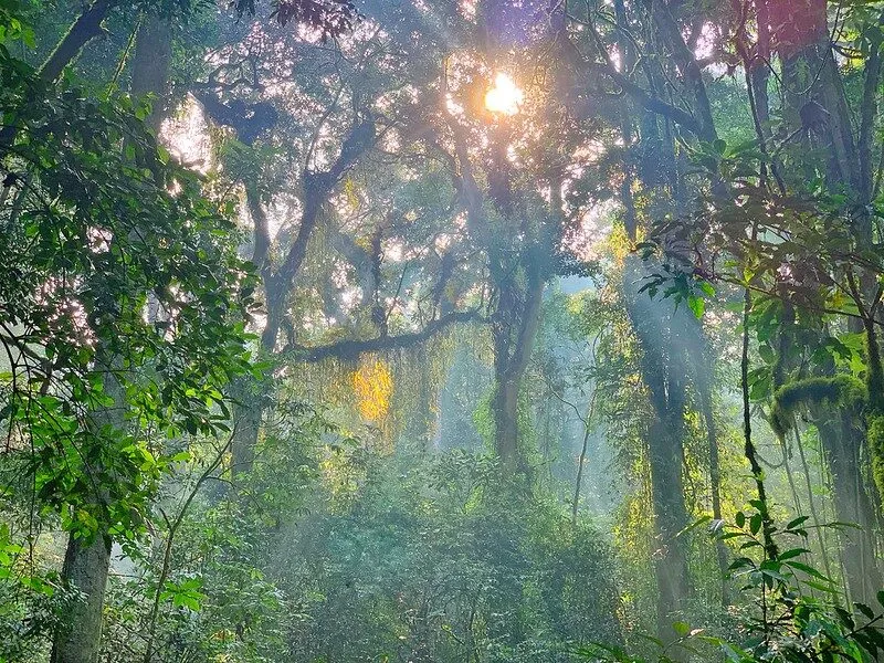Sunlight streaming through Nyungwe forest in Rwanda